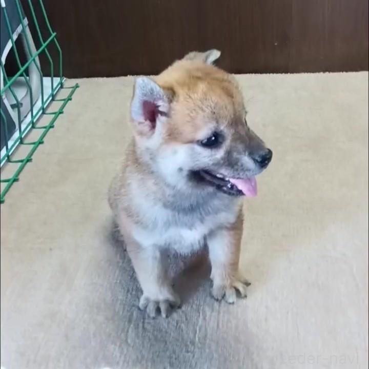 販売中の茨城県の柴犬-395678の1枚目
